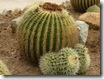B_castus_02