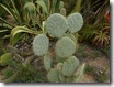B_castus_07