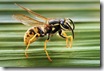 800px-Vespula_germanica_Horizontalview_Richard_Bartz
