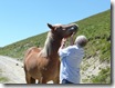 X_Cavalls (7)